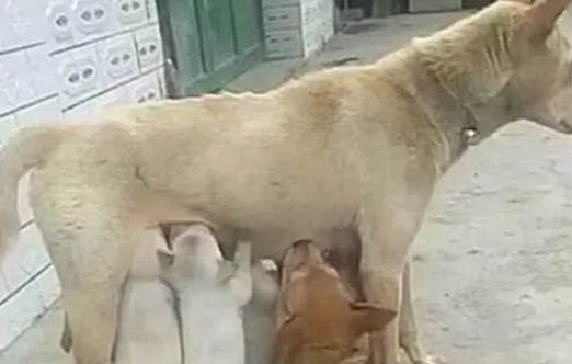 母犬絕育多久恢復(fù)