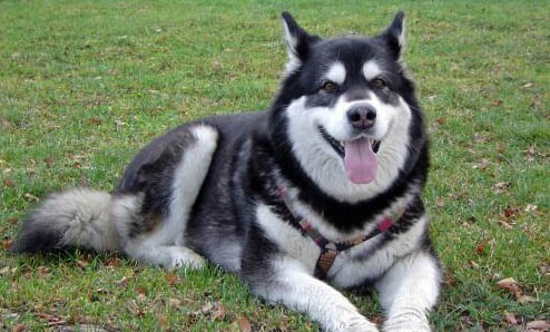 三個月的阿拉斯加犬感冒流鼻涕怎么辦