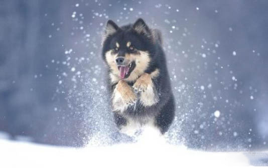 阿拉斯加幼犬細小癥狀