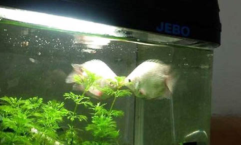 接吻魚的繁殖注意事項