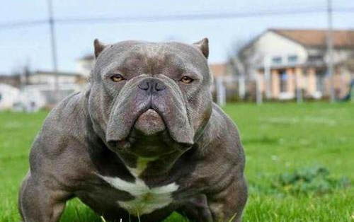 美國惡霸犬多少錢一只
