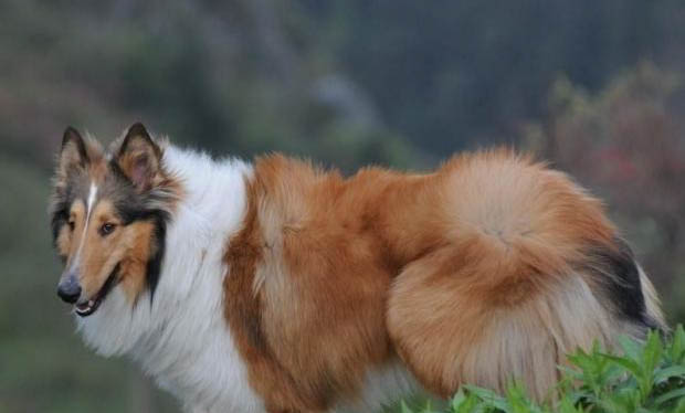 蘇格蘭牧羊犬的壽命