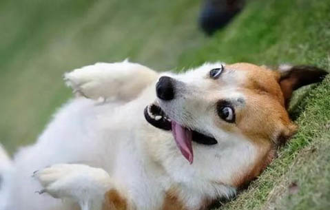 怎么訓(xùn)狗狗定點(diǎn)大小便