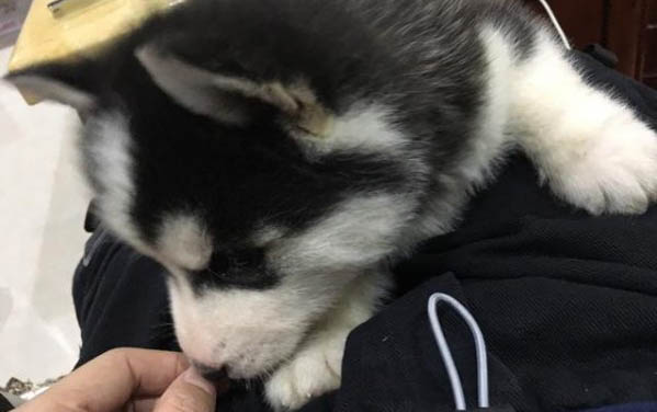 小狗嘔吐怎么辦,狗狗嘔吐吃什么藥可以緩解