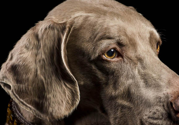 威瑪獵犬身體發(fā)抖的原因及處理方法