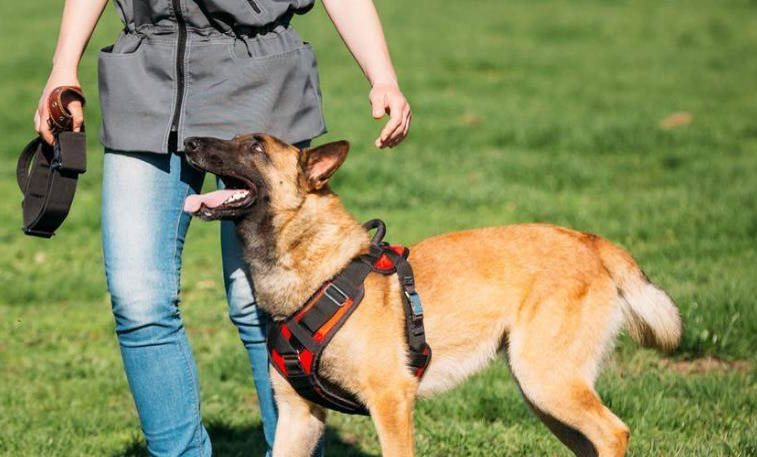 如何喂小馬犬狗糧視頻
