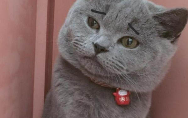 請問貓咪嘔吐的原因及處理方法?