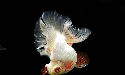 導致觀賞魚感染疾病的因素有哪些