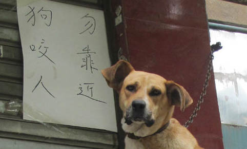 狗狗拉蟲子又細(xì)又長會(huì)不會(huì)死