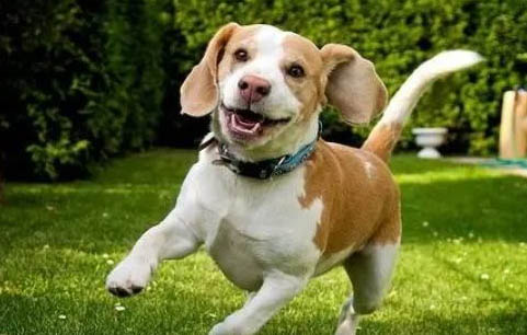 比格犬為什么被禁養?