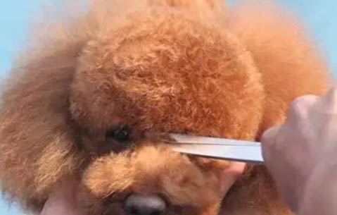 泰迪尾巴不剪什么樣子