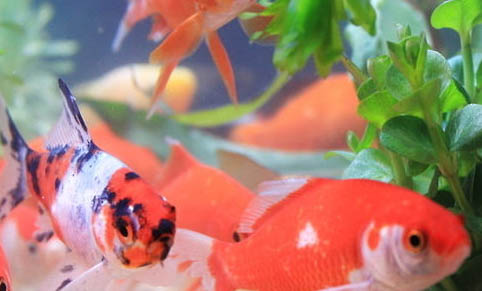 金魚如何保護小魚