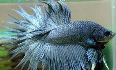 觀賞魚打架怎么辦
