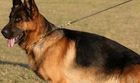 東德牧羊犬性格特點