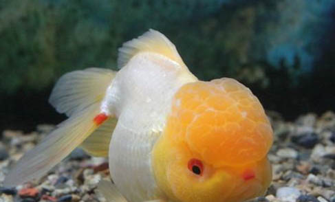 鱸魚(yú)愛(ài)吃什么餌料