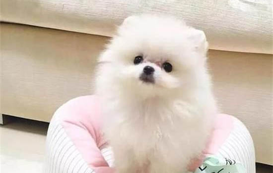 純種博美犬大概多少錢(qián)一只