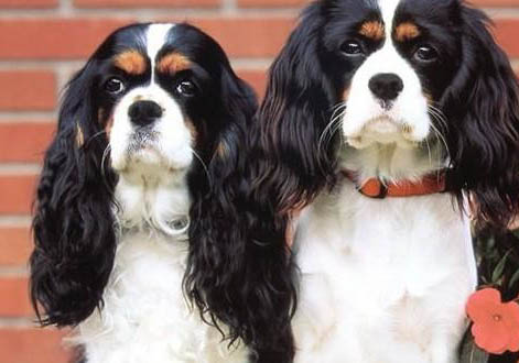 田野小獵犬是干什么的