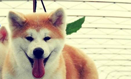 溫州哪里有柴犬賣