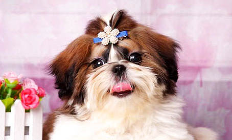 拉薩犬不愛吃東西的原因及處理方法