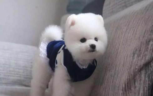 狗狗把自己撓破了皮怎么辦