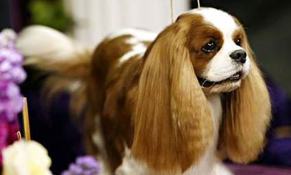 騎士查理王小獵犬什么顏色好