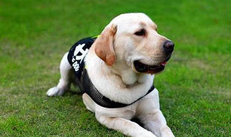 導(dǎo)盲犬為什么不能摸