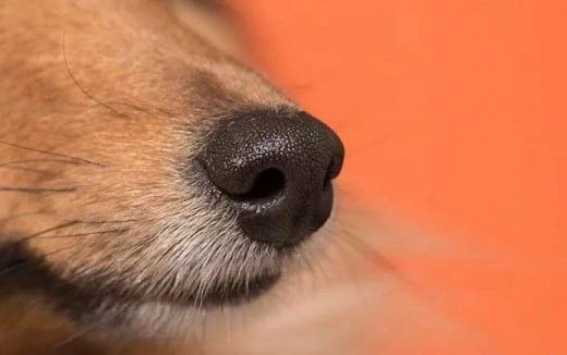 狗狗老是干咳像卡了東西