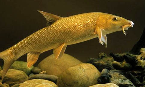 泰國(guó)斗魚和中國(guó)斗魚哪個(gè)好養(yǎng)