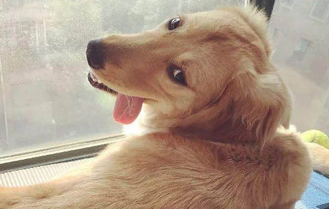 金毛多大可以吃成犬糧