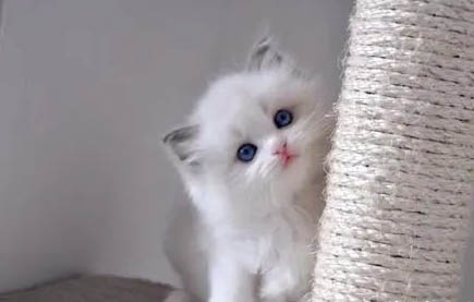 貓癬會傳染給貓嗎?