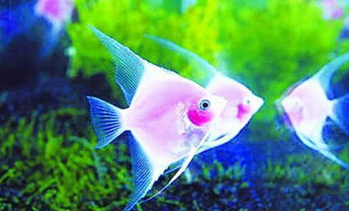 七彩神仙魚不吃食怎么回事