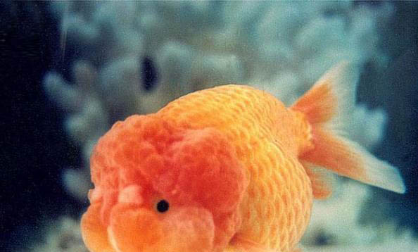 金魚公母區分圖解