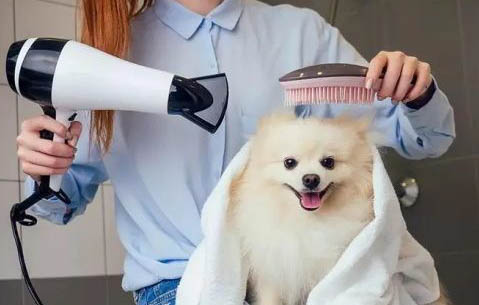 如何提高狗狗免疫力
