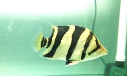 金魚在魚缸里能產卵嗎