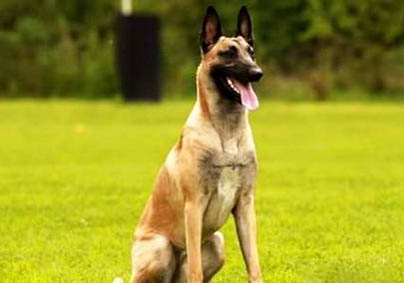 羅威納犬和馬犬哪個更適合家養(yǎng)