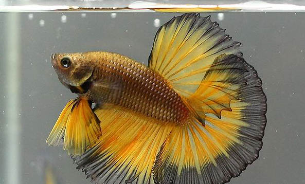 斗魚的水多久換一次