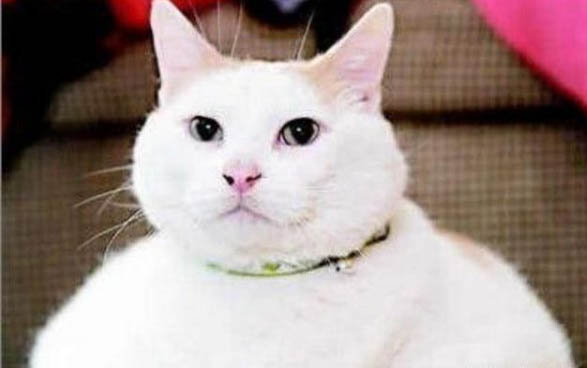 貓咪貓瘟后貧血要怎么辦呢