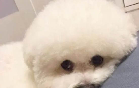 如何判斷狗吃太少狗糧了