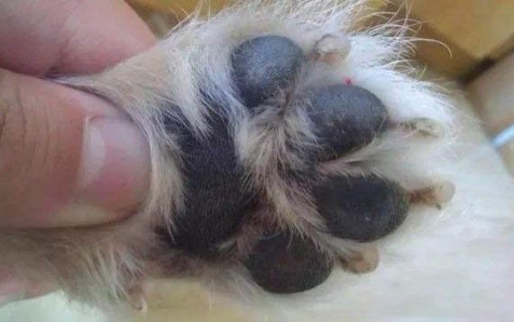 為什么冬天狗狗怕冷呢