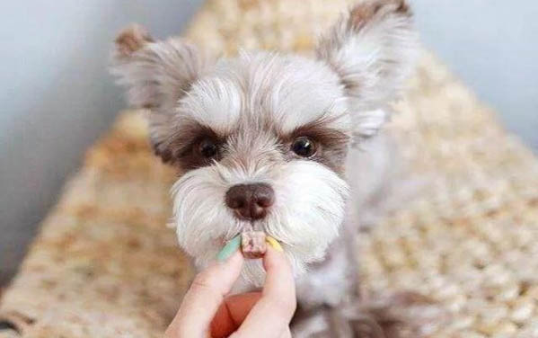 小狗多久能有聽力？