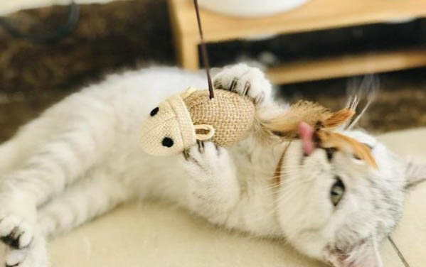 貓咪肺水腫癥狀是什么