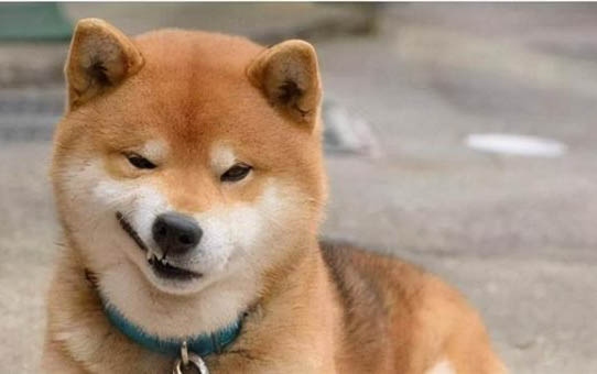 引起狗狗腹水的原因有哪些
