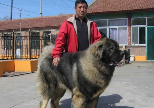狗狗身上會(huì)有跳蚤嗎？