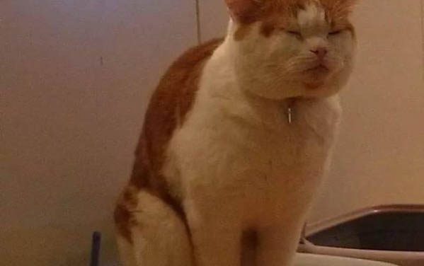 新生貓咪多久排便