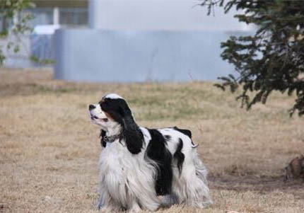 美國可卡犬發燒什么癥狀有哪些