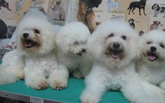 哪里有賣(mài)狗狗