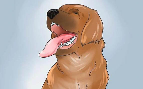 什么狗狗最聰明最好訓練