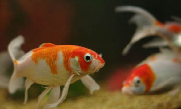 金魚可以長多大?