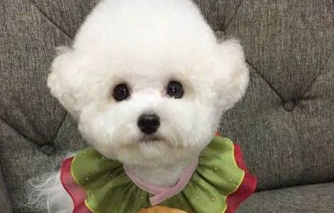 狗狗發情期情緒變化