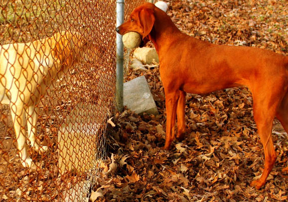 樹叢浣熊獵犬喂養技巧指南